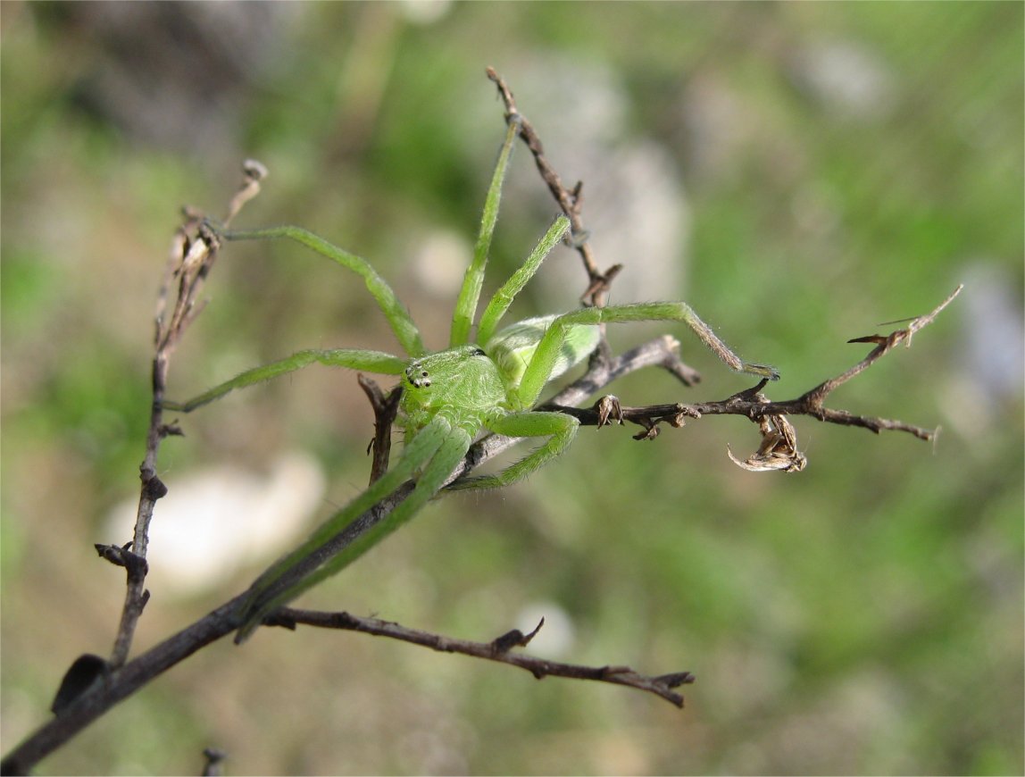 Micrommata sp.